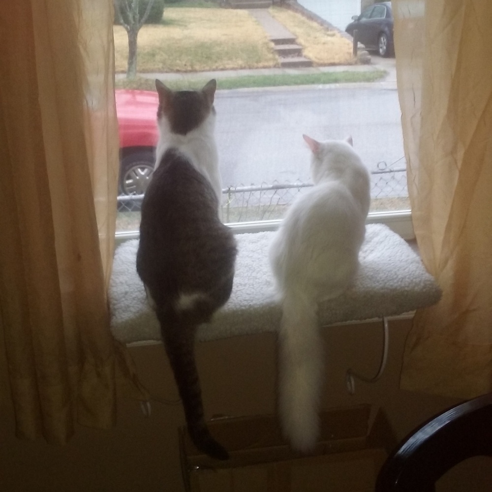 Truman and Buddy Cissy Mae